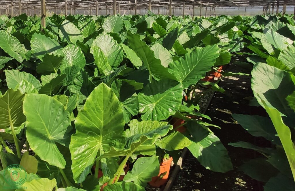 Alokázie velkolistá (Alocasia macrorrhiza)