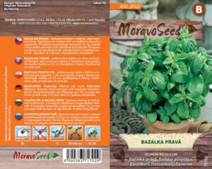 Bazalka pravá - Ocimum basilicum - zelená