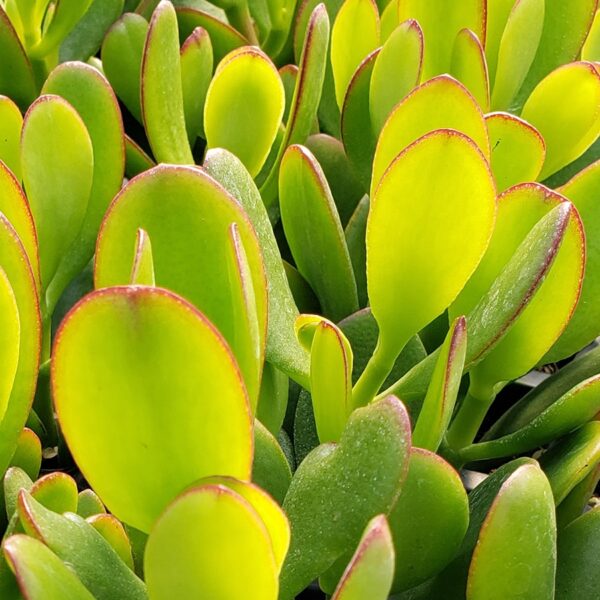 Tučnolist vajcovitý (Crassula argentea, syn. Crassula ovata) s mäsitými svetlozelenými listami s červenou hranou