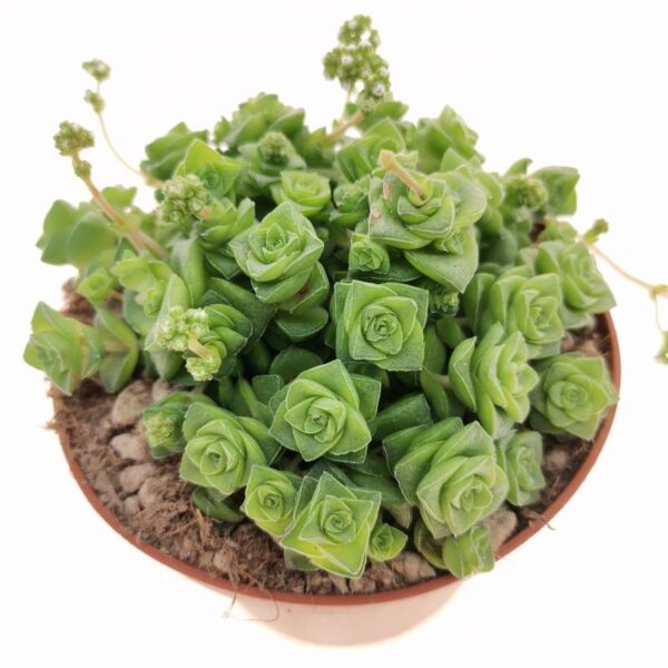 Tučnolist Crassula socialis so stesnanými listovými ružicami a bielymi kvetmi