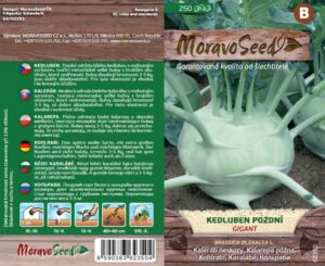Kedluben pozdní - Brassica oleracea - GIGANT - bílý