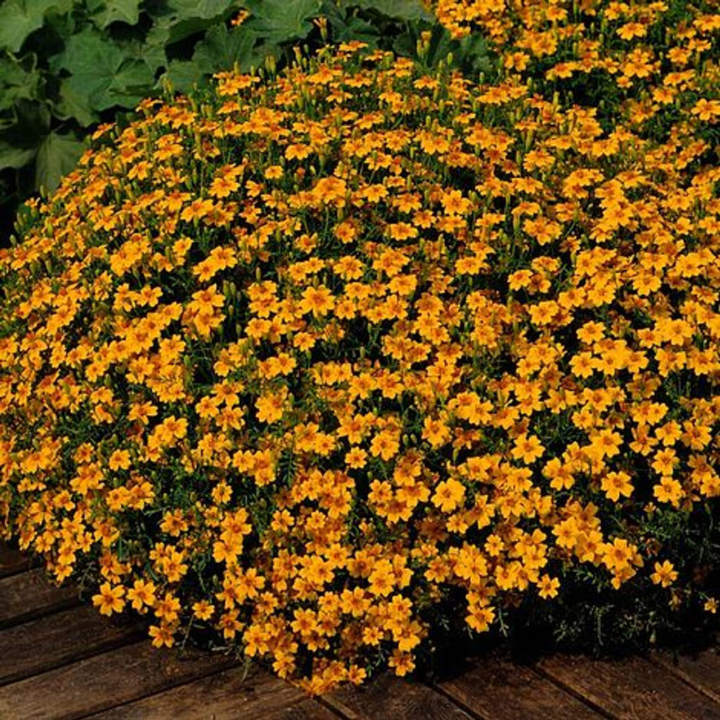 Marigold (Tagetes) Golden Gem