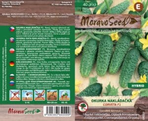 Okurka nakládačka hruboostná - Cocumis sativus - CORVETA F1