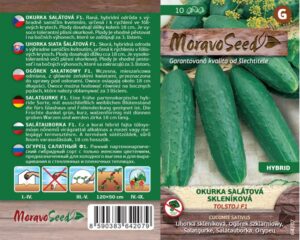 Okurka salátová skleníková - Cocumis sativus - TOLSTOJ F1