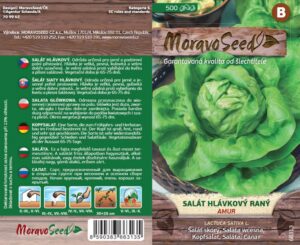 Salát hlávkový jarní a podzimní - Lactuca sativa - AMUR