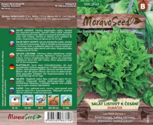 Salát listový k česání - Lactuca sativa - DUBÁČEK - zelený