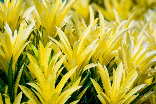 žluté listy rostliny kroton