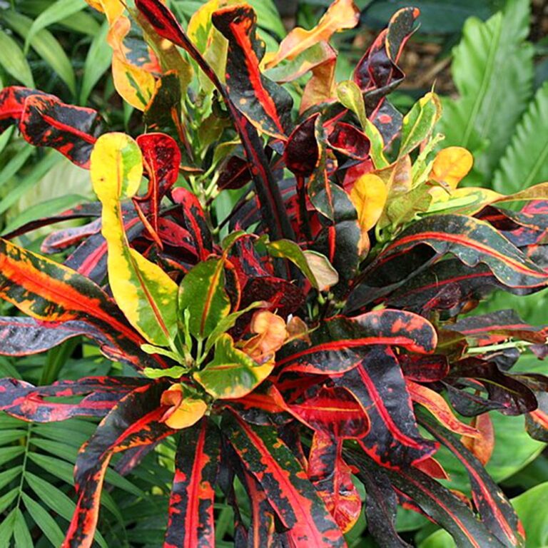 Kroton (Codiaeum variegatum var. pictum) s pestrofarebnými listami
