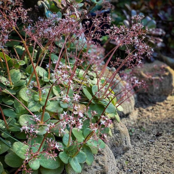 Tučnolist Crassula multicava s podlhovastými dôlkovitými listami a belavo ružovými kvetmi