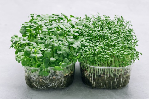 microgreens v plastických pěstěbních nádobách