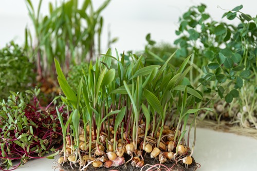 semínka a kořeny microgreens