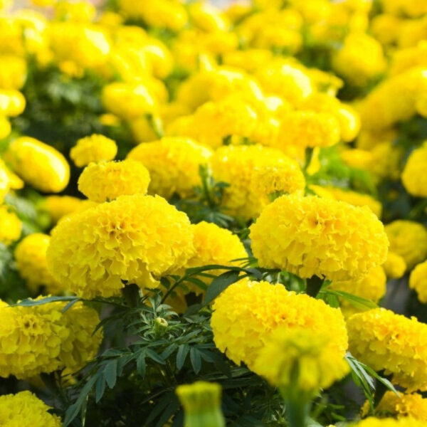 Aksamietnica vzpriamená (Tagetes erecta) s citrónovo žltými plnými úbormi