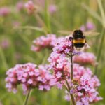 bumblebee on the flowers of verbena buenos aires summer day