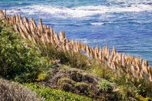 pampová tráva na pacifickém pobřeží