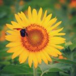 slunečnice a včela