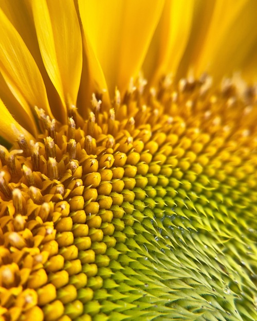 detail květu slunečnice