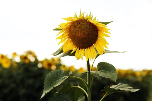 slunečnice v přírodě