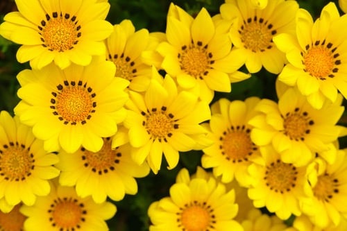 Gazánia žiarivá (Gazania rigens) so žltými kvetmi a tmavou škvrnou pri báze jazykovitých kvetov