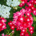 verbena hybrid flowers blooming in park close up with selected focus