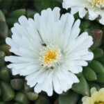 Kosmatec bílý květ