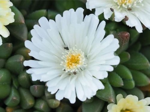 Kosmatec bílý květ