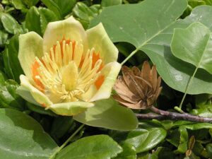 Liliovník tulipánokvětý