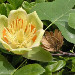 Liliovník tulipánokvětý