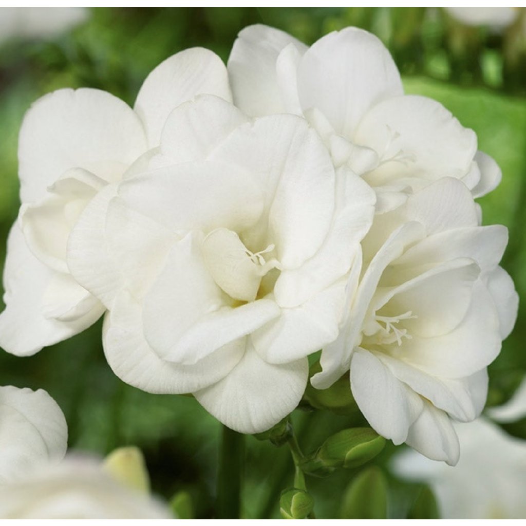frézie - krásné bílé květy rostliny focené z blízka