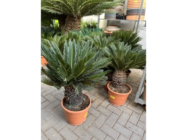 Cykas (Cycas revoluta)​