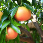 grapefruit - pohled na dozrávající poldy.