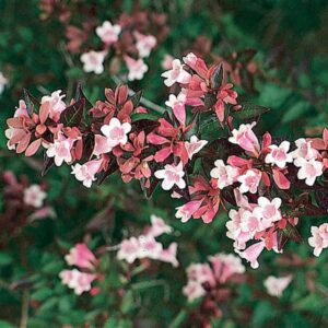 Abélie velkokvětá (Abelia x grandiflora)