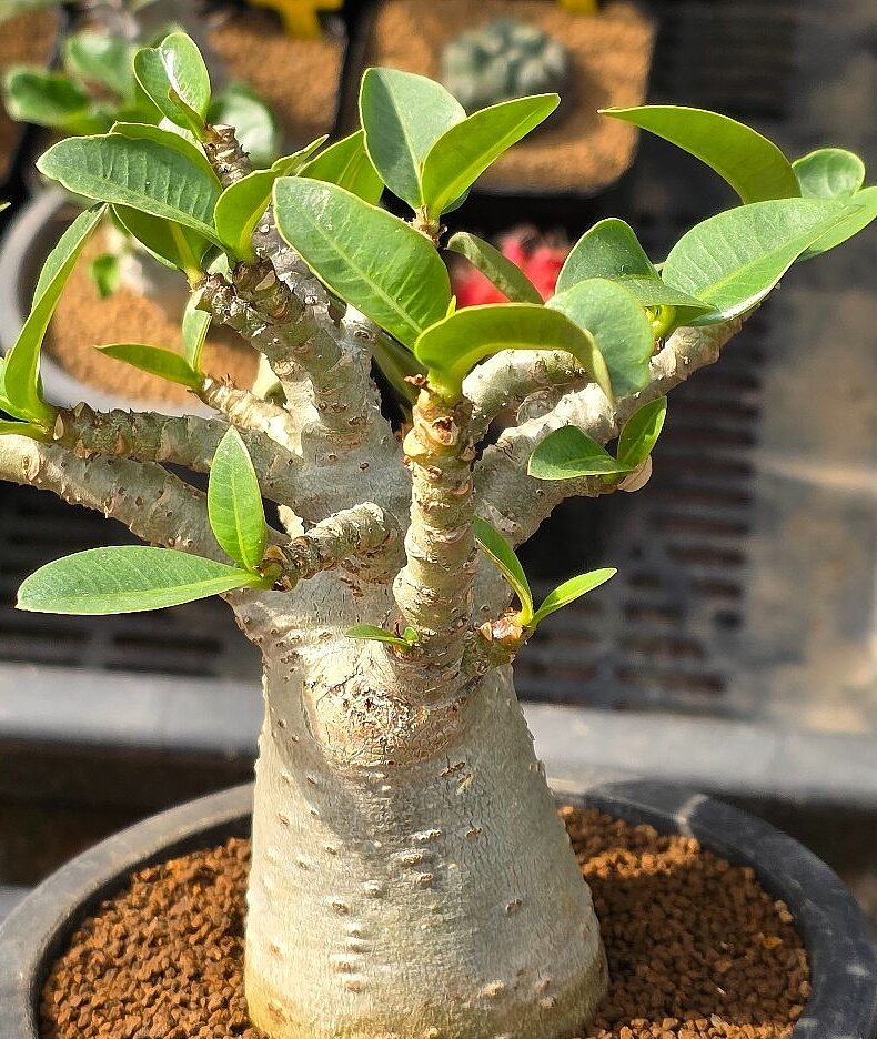 Adenium 600 Adenium (Adenium obesum)