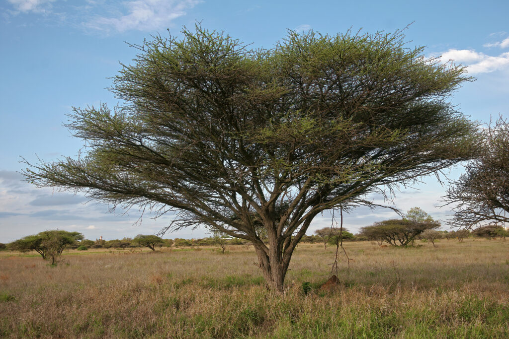 Akácie 1 Akácie (Acacia), kapinice