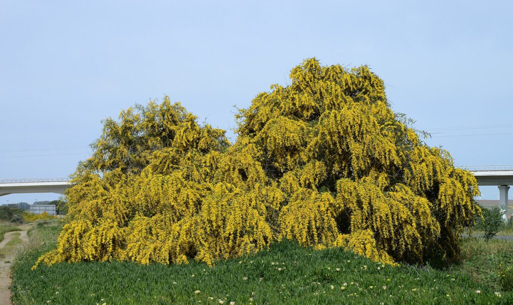 Akácie 5 Akácie převislá (Acacia saligna)
