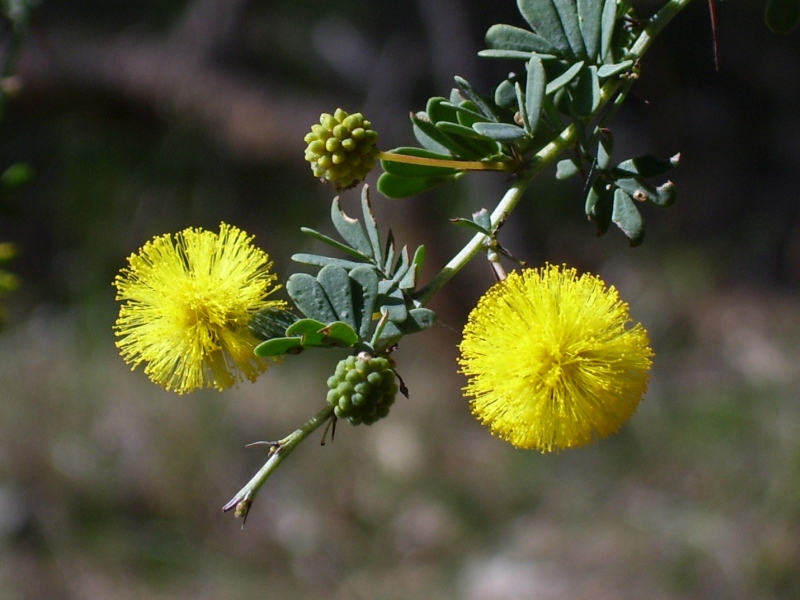 Akácie 4 Akácie půvabná (Acacia pulchella)