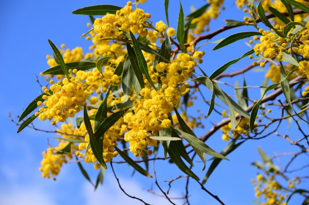 Akácie 2 Akácie stříbrná (Acacia dealbata)