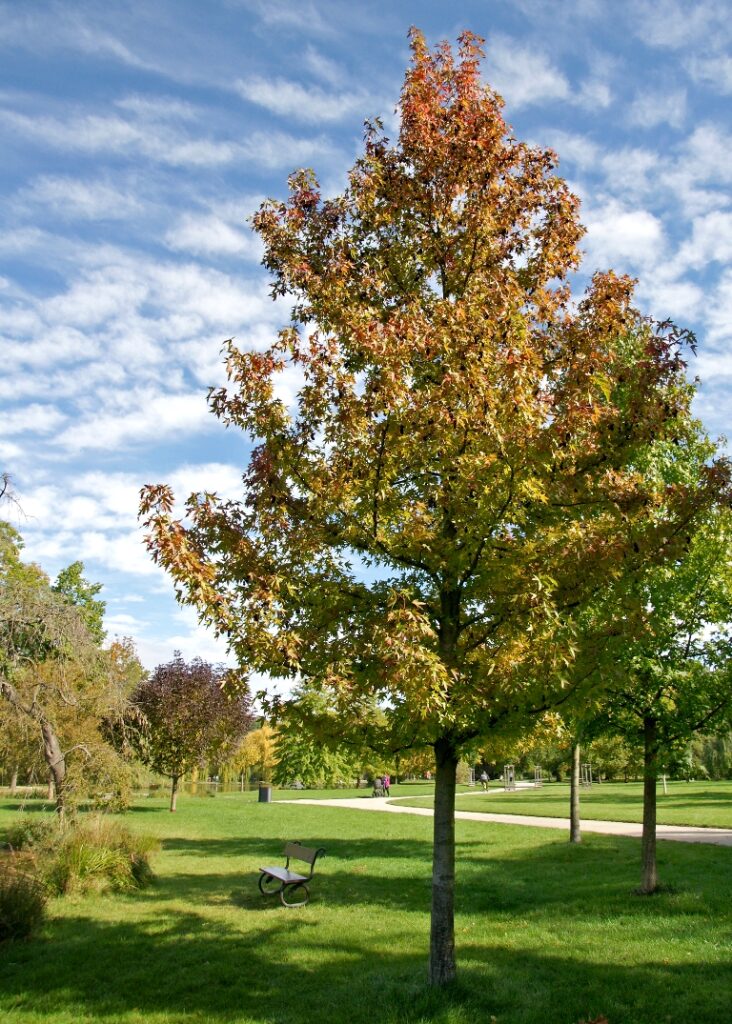 Ambroň 1 Ambroň (Liquidambar)