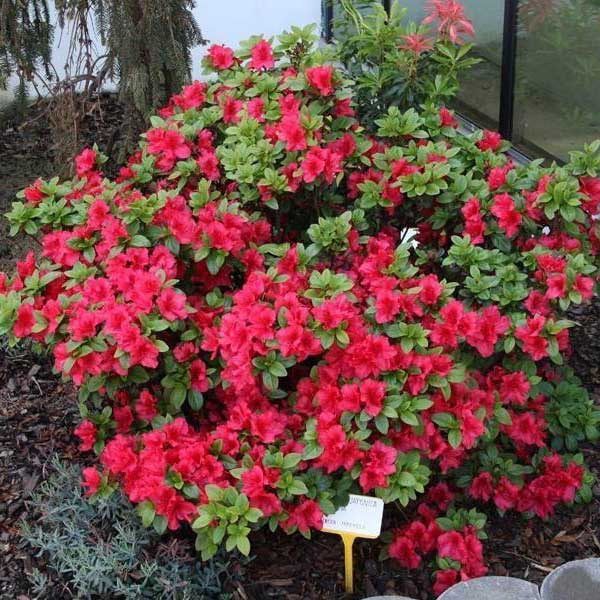 Azalea japonica (Japonská azalka)