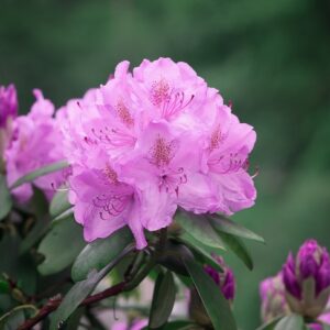 Azalka venkovní (Rhododendron)