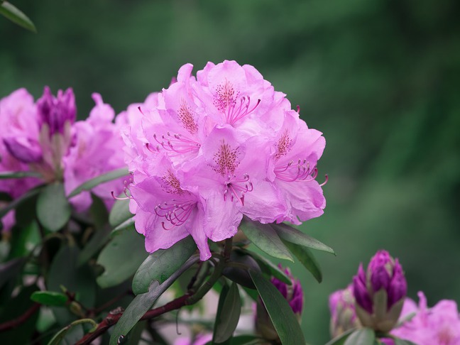 Azalka venkovní (Rhododendron)