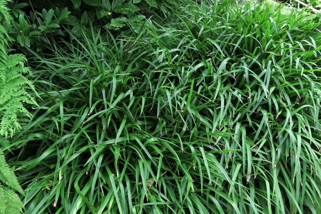 Bika 2 Bika lesní (Luzula sylvatica)