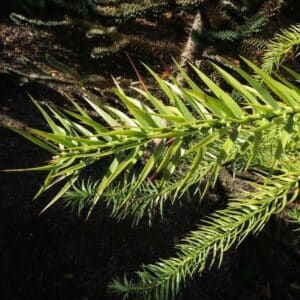 Blahočet (Araucaria araucana)