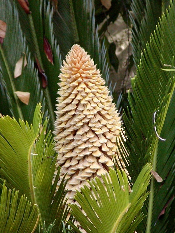 Cykas (Cycas revoluta)​