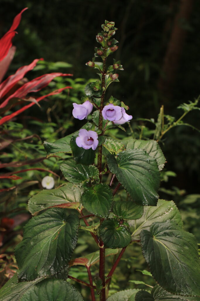 Gloxínie nádherná - fialový květ