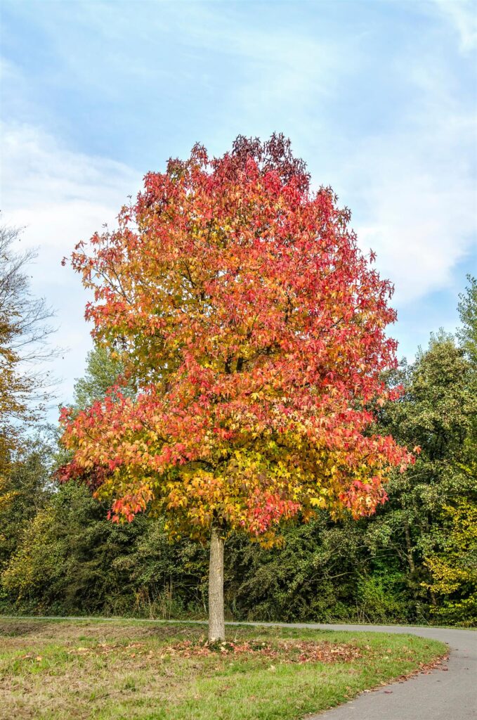 Ambroň 2 Liquidambar styraciflua