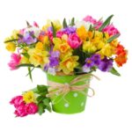 freesia and daffodil flowers in blue pot