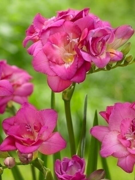 frézie - růžové květy druhu Frézie plnokvětá