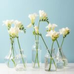 freesia white flowers in glass vases on white table against blue wall