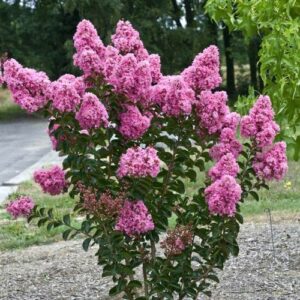 Lagerstroemia indica s ružovými kvetmi a zelenými listami