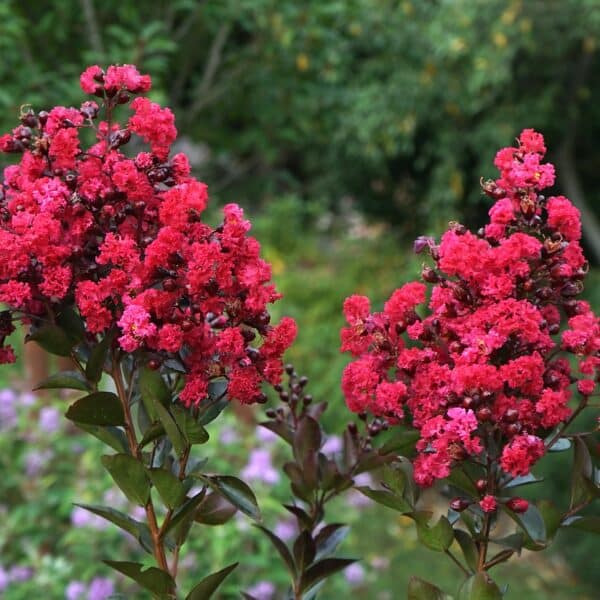 Lagerstroemia indica kvitne s ružovými kvetmi